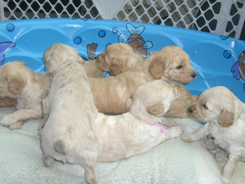A group of puppies laying in a blue tub.