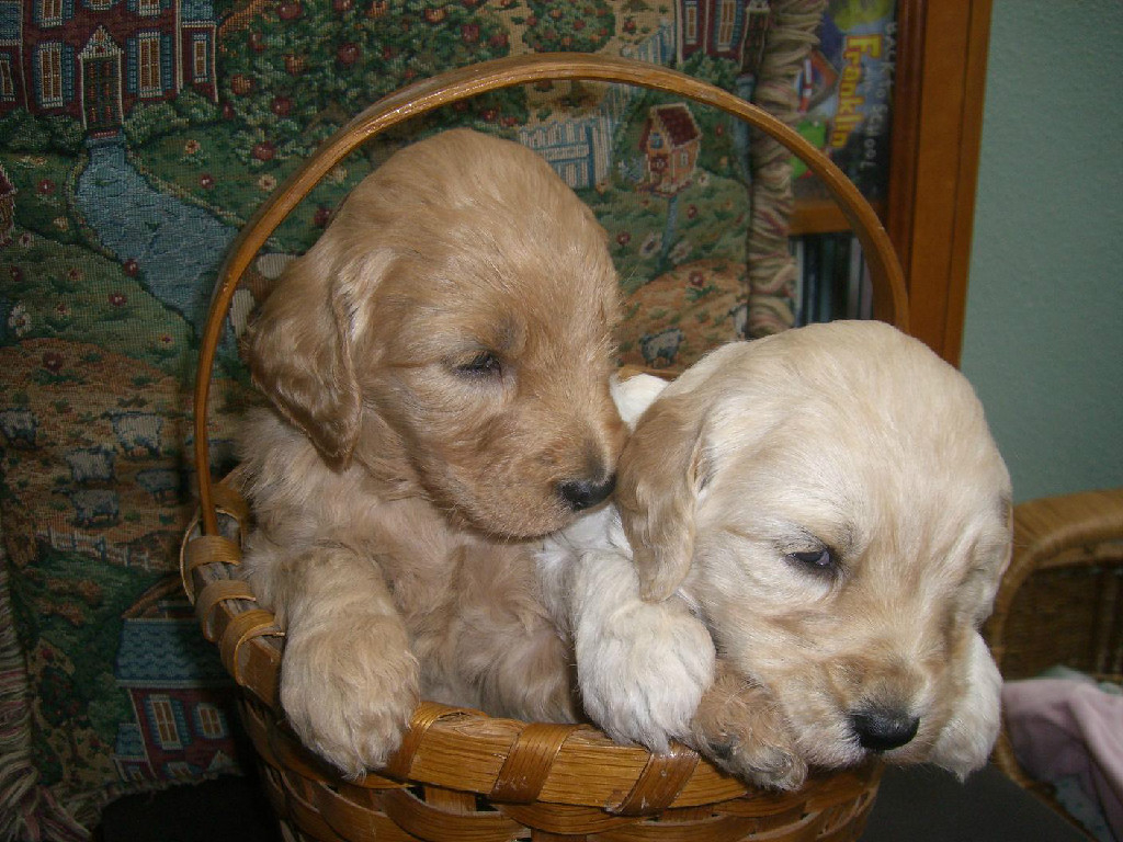 Two puppies in a basket with one puppy laying on the other.