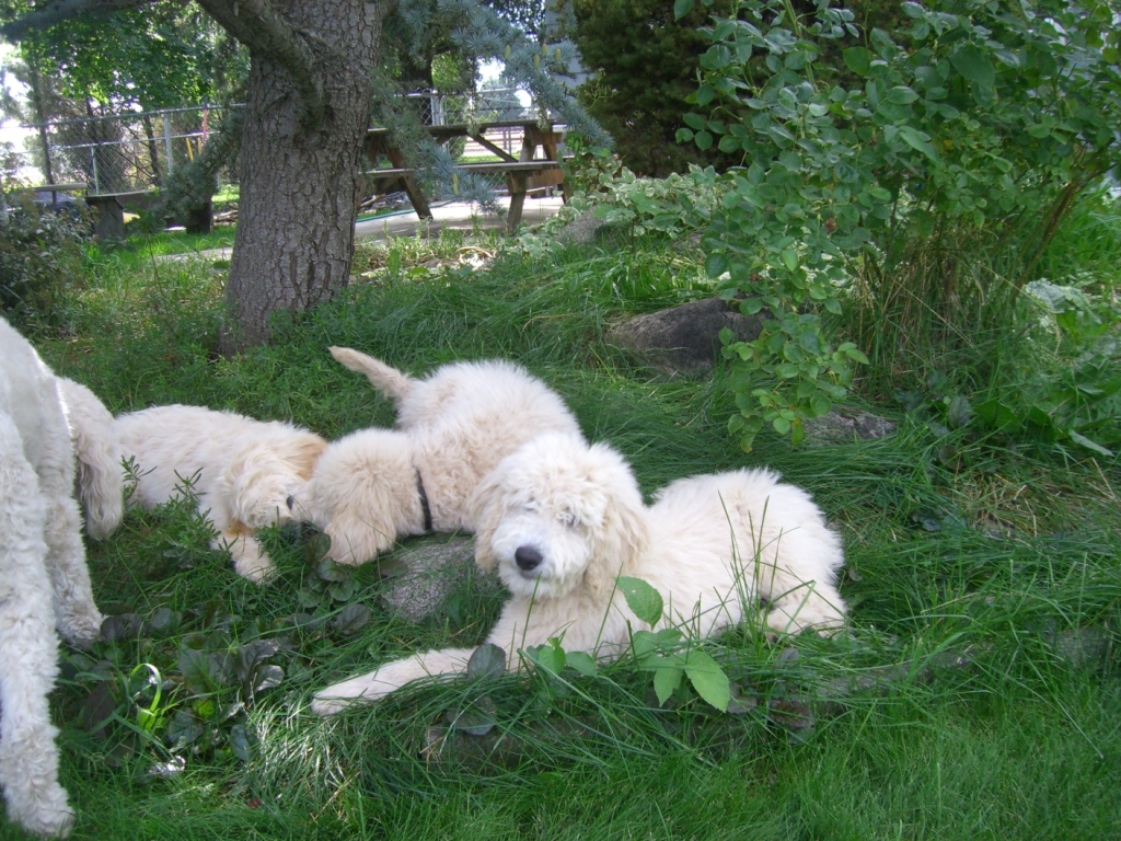 Three white dogs laying in the grass near a tree.