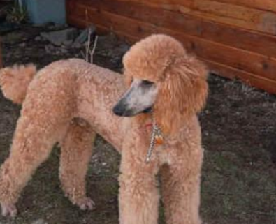 A poodle standing in the dirt near a wooden wall.