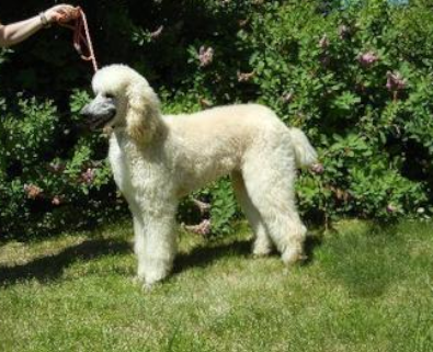 A white poodle standing in the grass near bushes.