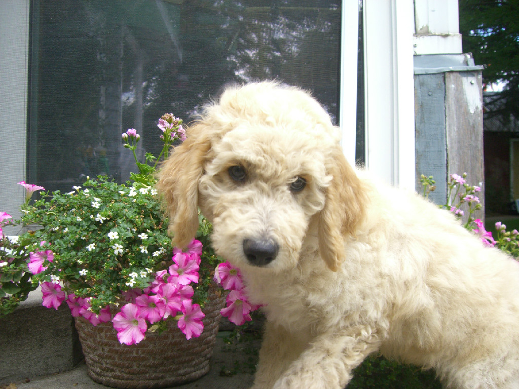 A small dog sitting next to some flowers.