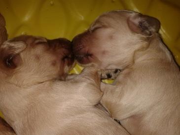 Two puppies are sleeping together in a yellow bed.