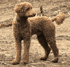 A poodle standing on top of a dirt field.